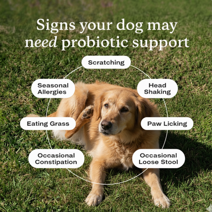 Reviva Probiotic Chews